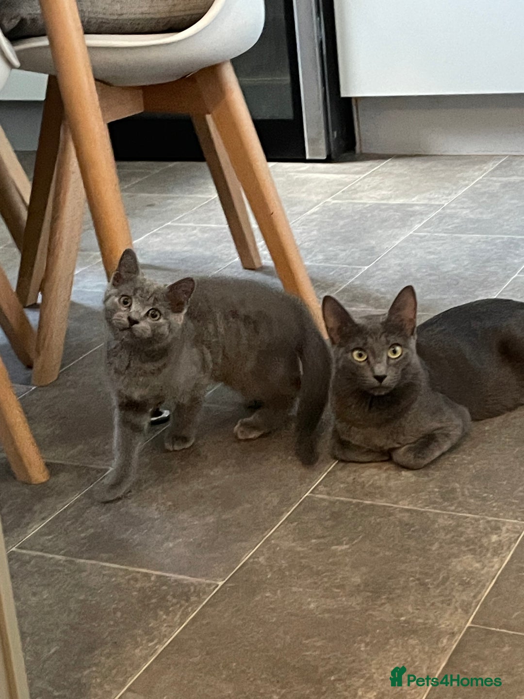Russian Blue cats for sale: Russian Blue x BSH - Image 22