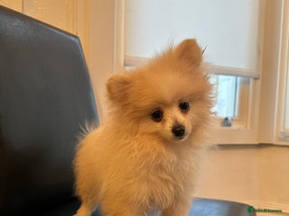 Pomeranian dogs - Advert 8