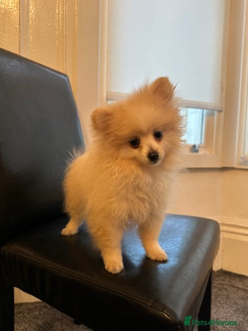 Pomeranian dogs - Advert 9