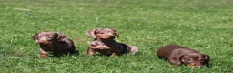 Miniature Dachshund dogs for sale: Ready now! Miniature dachshund puppies  - Advert 4