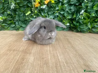 Mini Lop rabbits Mini lops ready now 8 weeks old - Advert 2