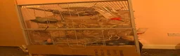 Rat rodents for sale: 3 beautiful white fancy rats in Leeds - Advert 1