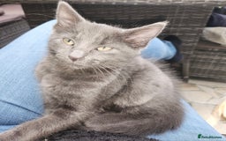 Mixed Breed cats for sale: Kittens  - Image 7