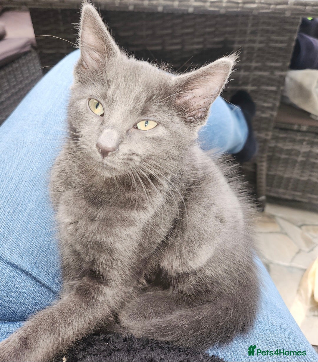 Mixed Breed cats for sale: Kittens  - Image 7