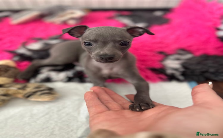 Italian Greyhound dogs - Advert 1