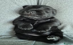 Miniature Schnauzer dogs for sale: 2xBeautiful kc reg mac/eye clr mini schnauzer girl - Image 5