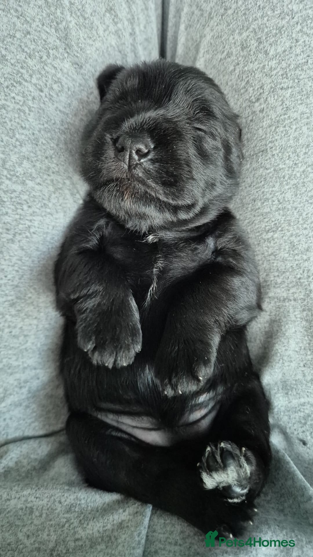 Miniature Schnauzer dogs for sale: 2xBeautiful kc reg mac/eye clr mini schnauzer girl - Image 5