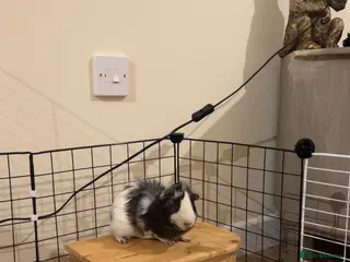 Guinea Pig rodents Male guinea pig - Advert 1