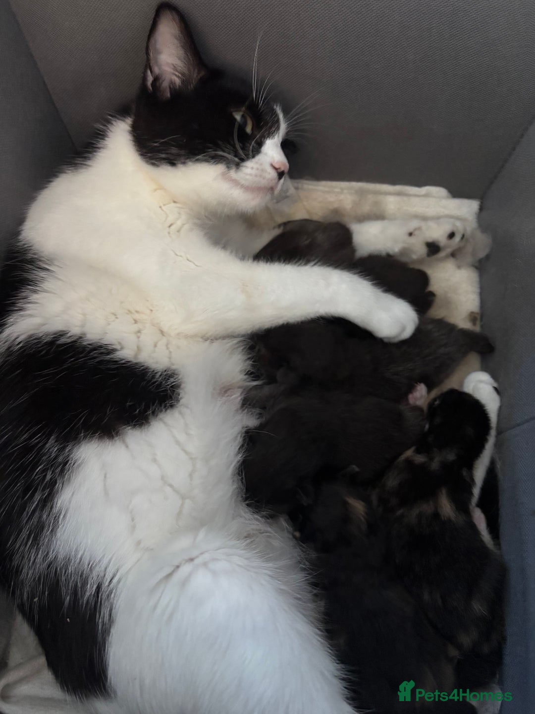 Mixed Breed cats for sale: Ragdoll x dsh kittens - READY NOW - Advert 6
