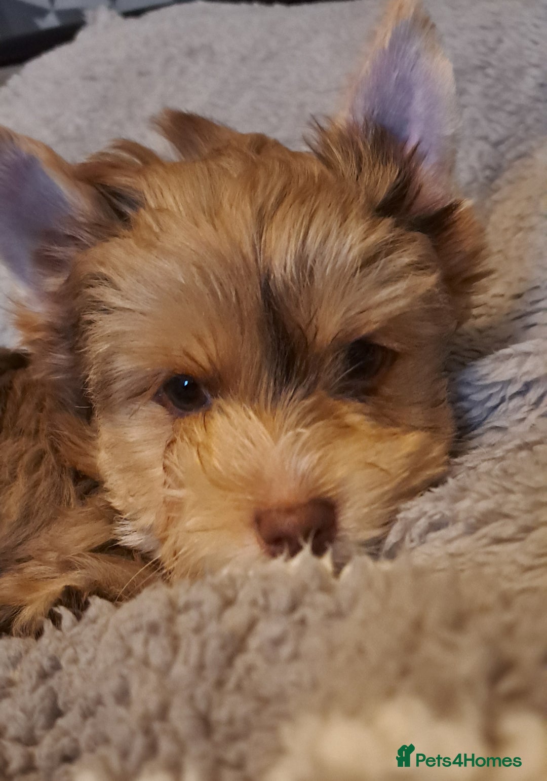 Yorkshire Terrier dogs for sale: 1 Boy & 3 Girls with Unique Coats - Advert 33