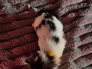 British Longhair cats 3 Kittens for sale needs to be good homes - Advert 1