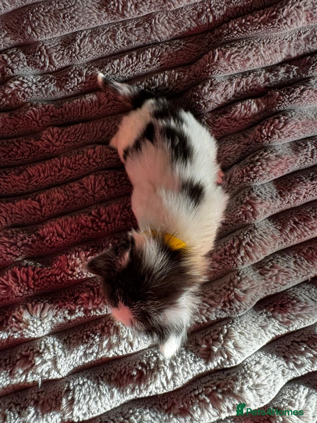 British Longhair cats for sale: 3 Kittens for sale needs to be good homes - Advert 1