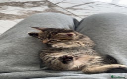 Domestic Shorthair cats for sale: Adorable tabby/bengal kittens to a good home - Image 12