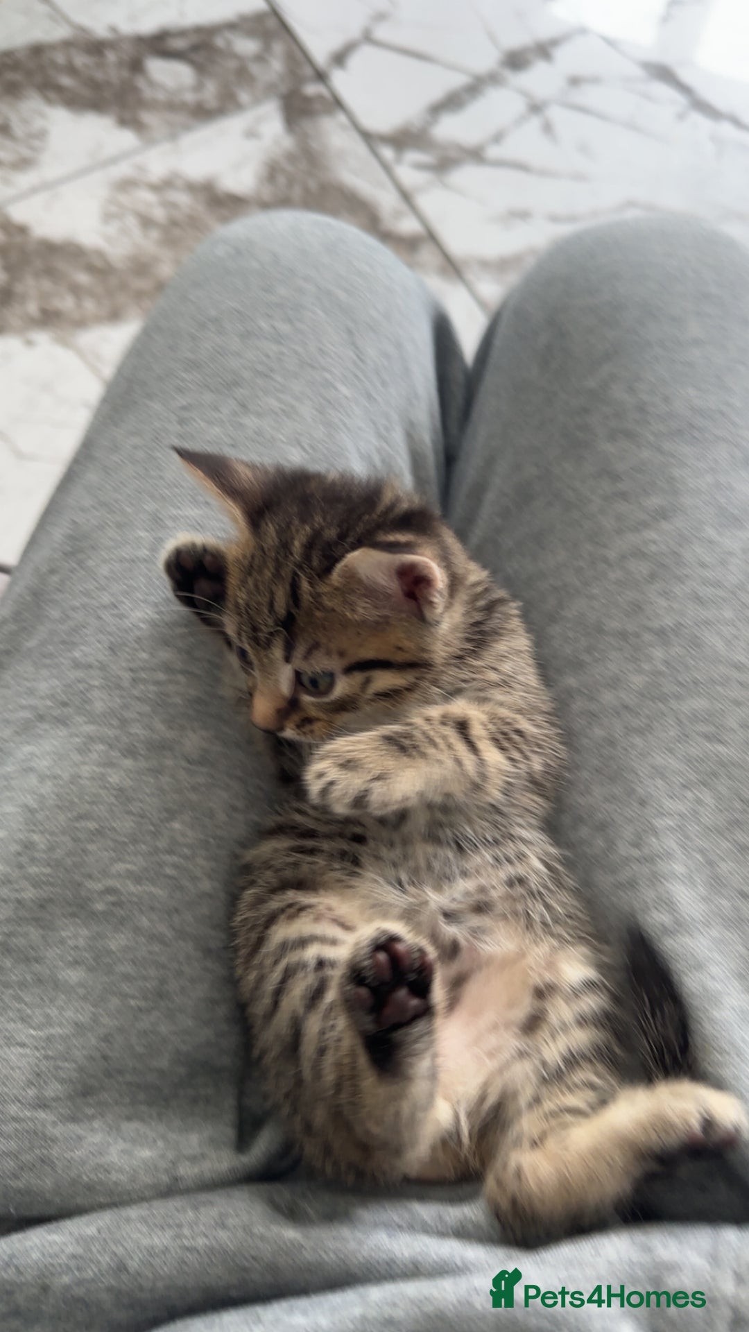 Domestic Shorthair cats for sale: Adorable tabby/bengal kittens to a good home - Image 12