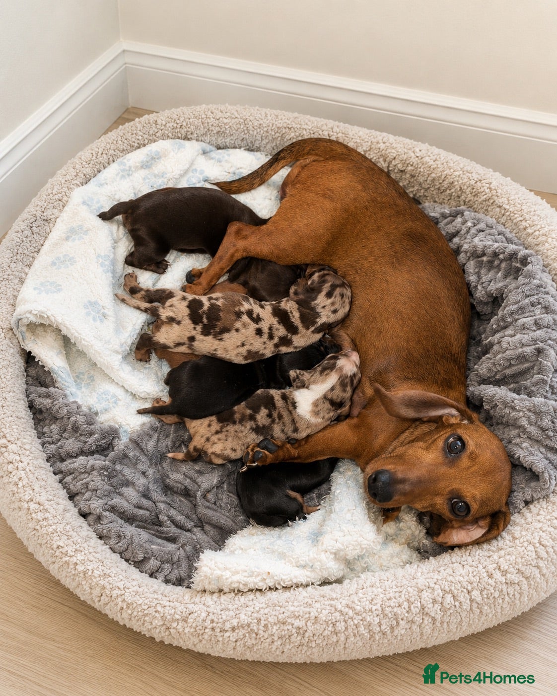 Miniature Dachshund dogs 🐾 KC Registered Miniature Dachshund Puppies 🐾 - Advert 1