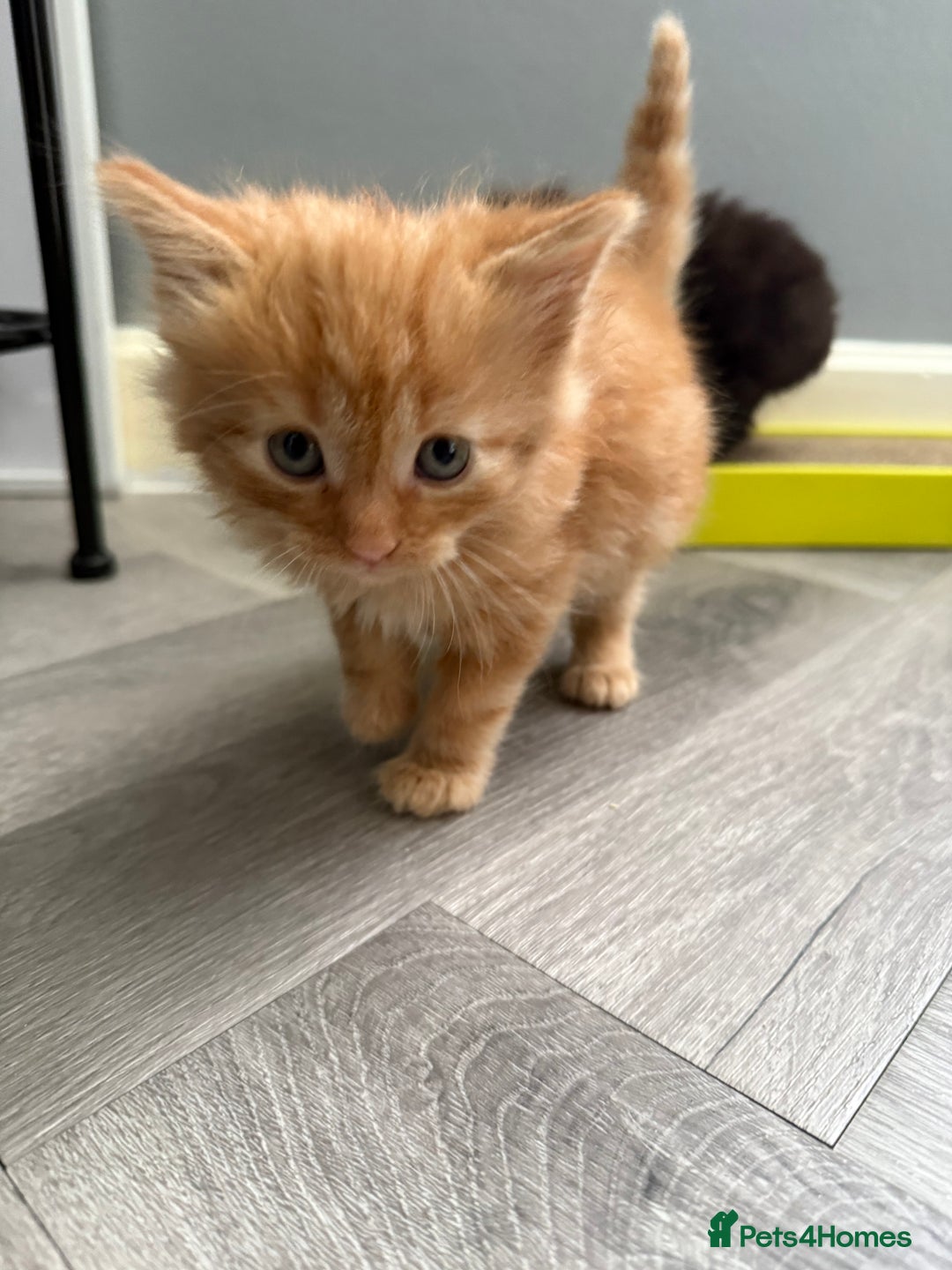 Mixed Breed cats for sale: 4 Beautiful Kittens for Sale - Image 1