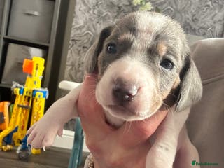 Dachshund dogs Miniature dashaund - Advert 6