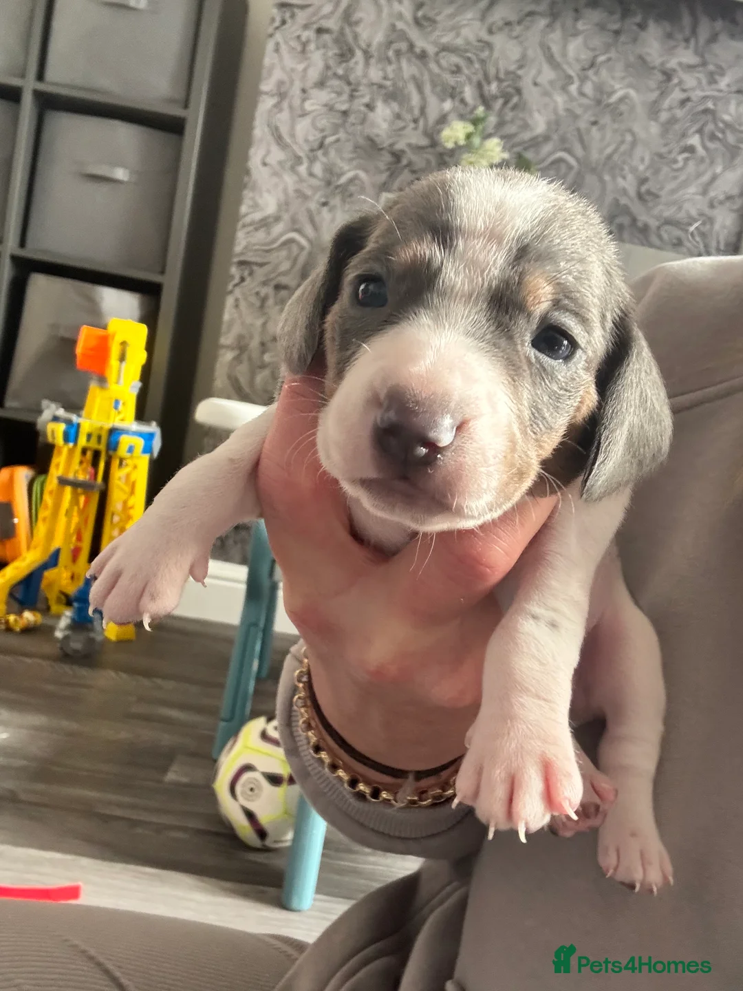 Dachshund dogs for sale: Miniature dashaund - Advert 1