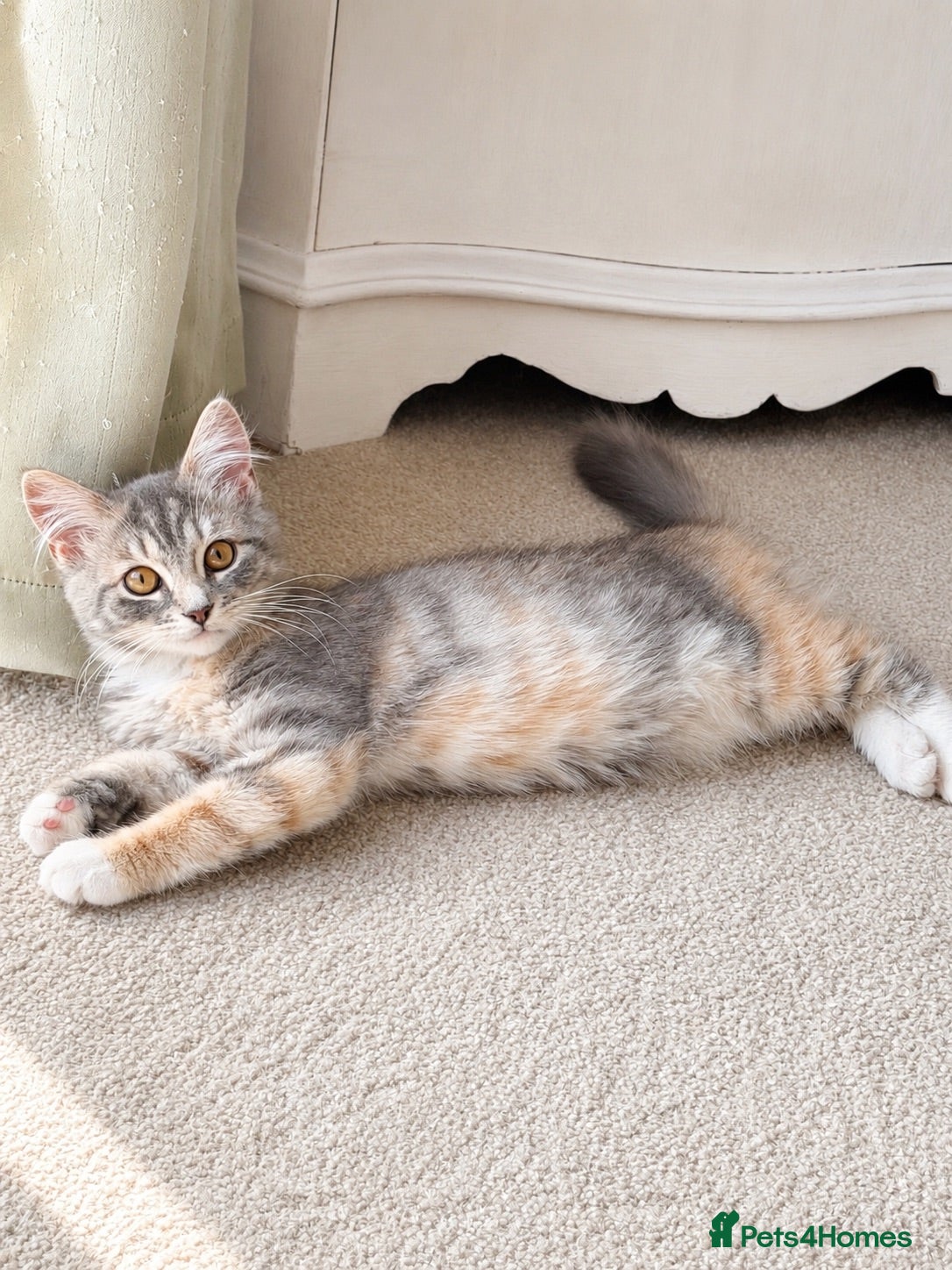 Maine Coon cats Blue & Cream Maine Coon Girl - Advert 18