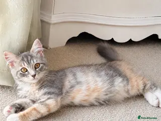 Maine Coon cats Blue & Cream Maine Coon Girl - Advert 18