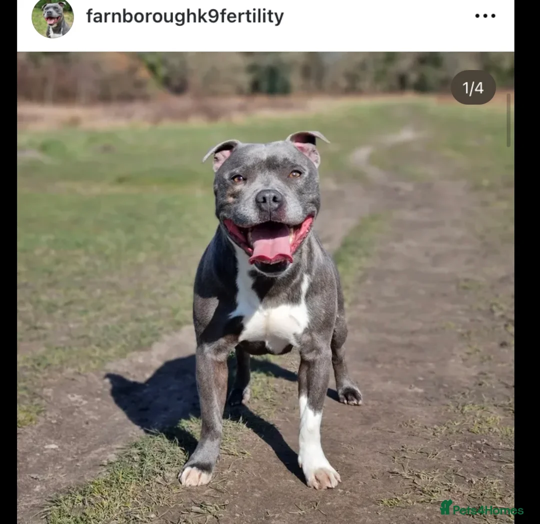 Staffordshire Bull Terrier dogs for stud: Proven Staffordshire Bull Terrier for stud in Farnborough - Advert 2