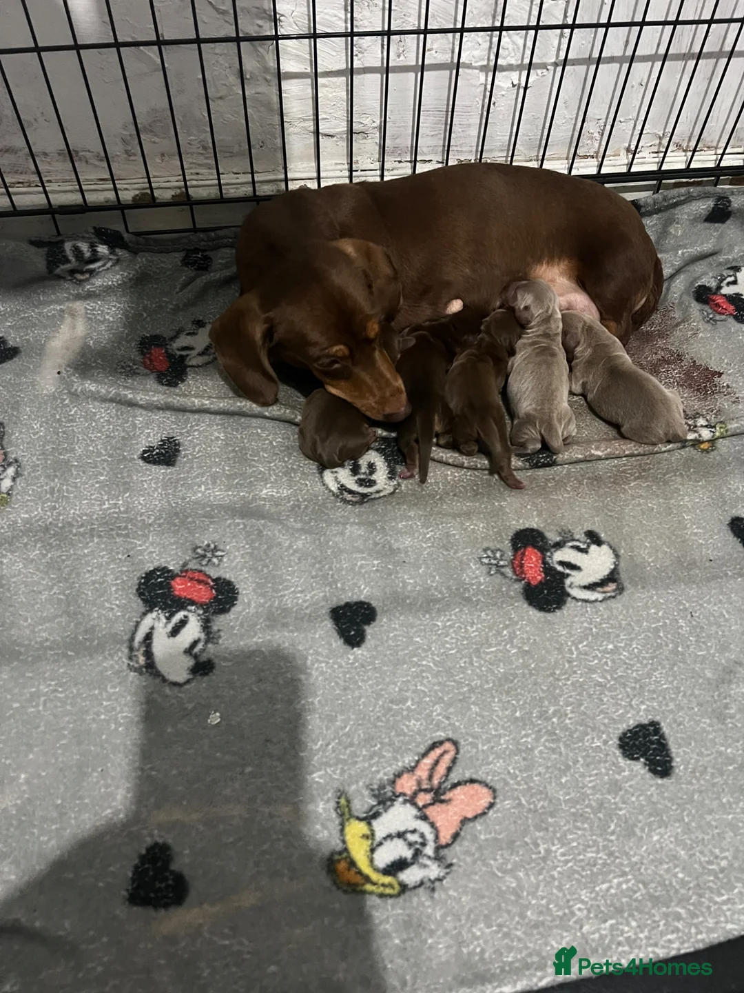 Miniature Dachshund dogs for sale: Miniature Dachshund  - Advert 27