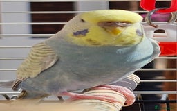 Budgerigars birds for sale: 2 male budgies, cage the lot  - Image 5