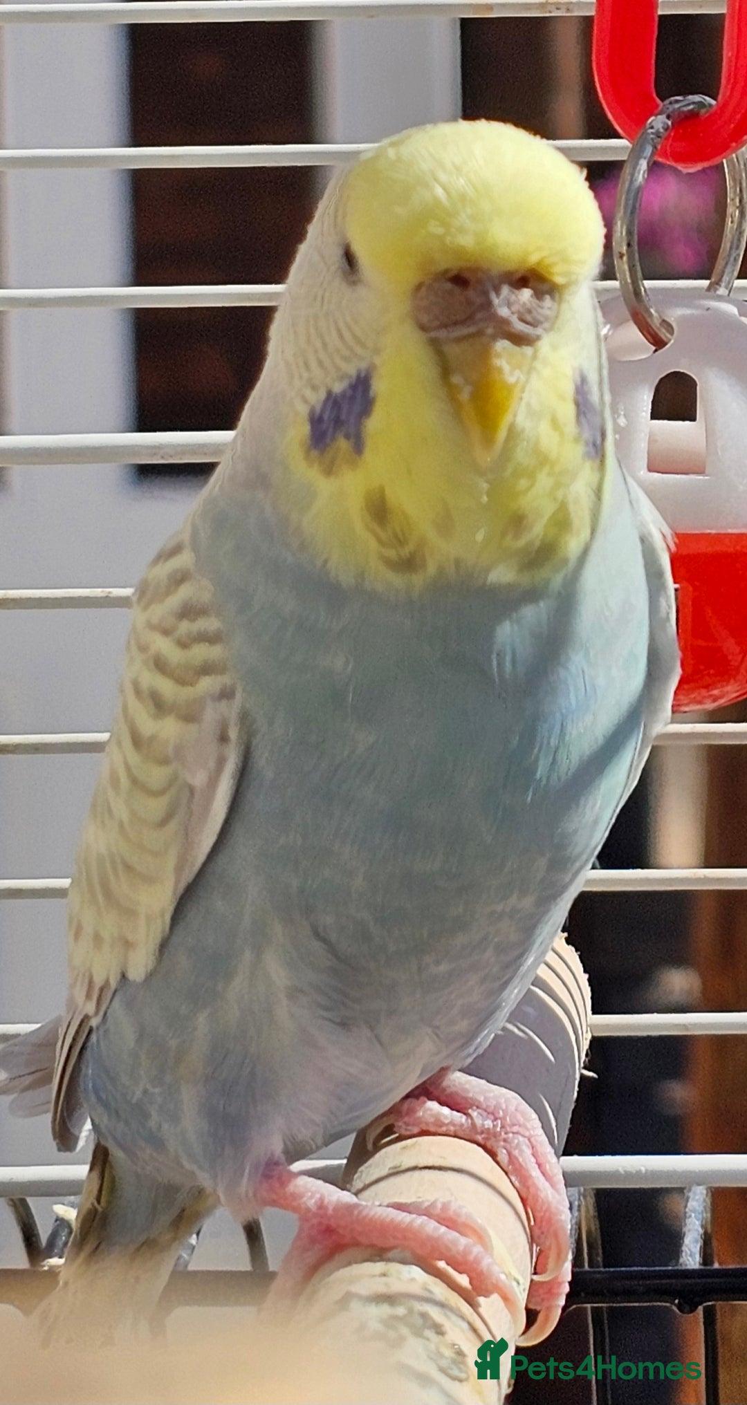 Budgerigars birds for sale: 2 male budgies, cage the lot  - Image 5