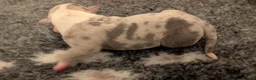 American Bully dogs for sale: Incredible Pocket Bully pups - Advert 20