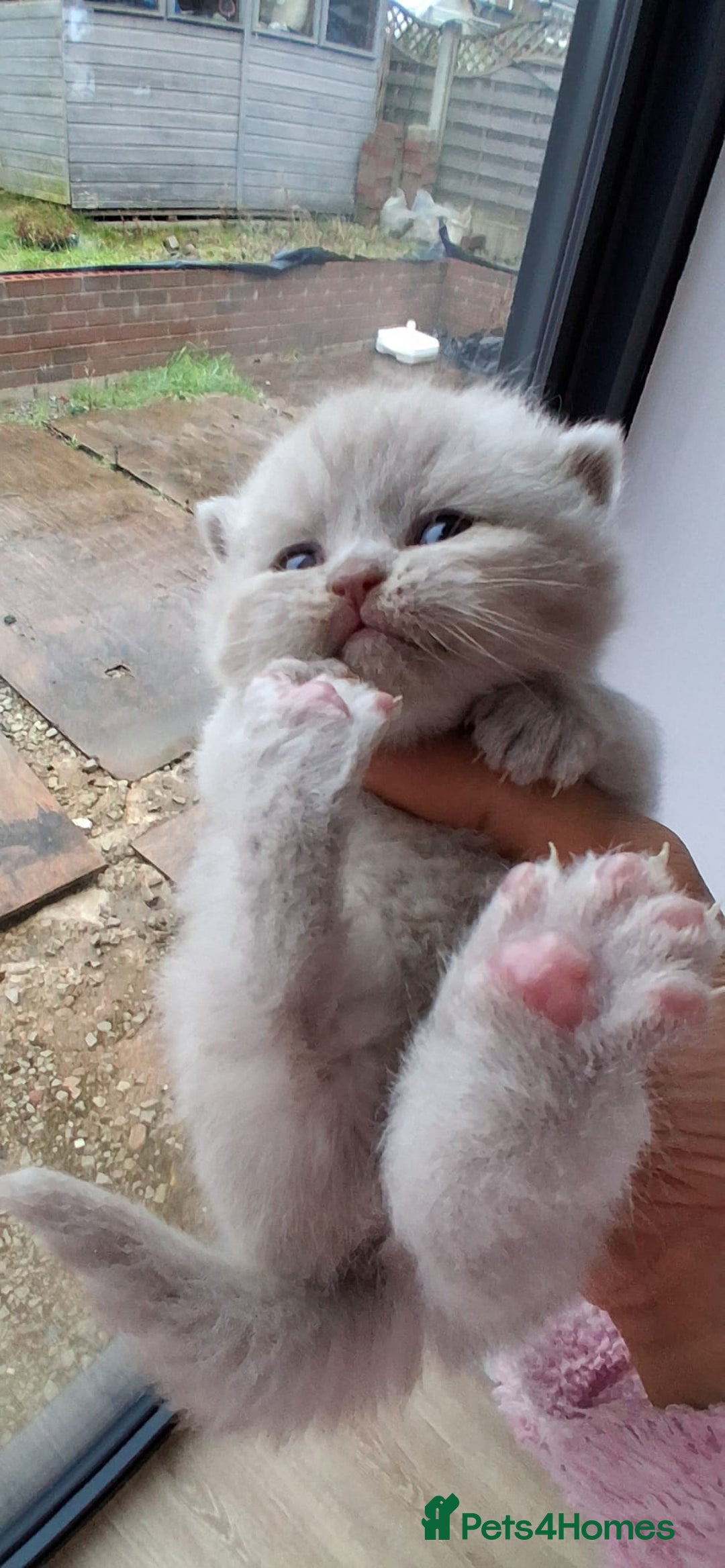 British Shorthair cats for sale: Stunning British Short Hair Kittens - Advert 11