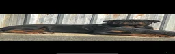 Rottweiler dogs for sale: A litter of 6 healthy Rottweiler puppies  - Advert 9