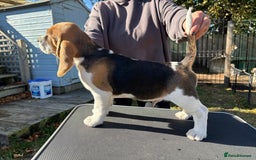 Beagle dogs for sale: Male Beagle Puppies  - Image 9