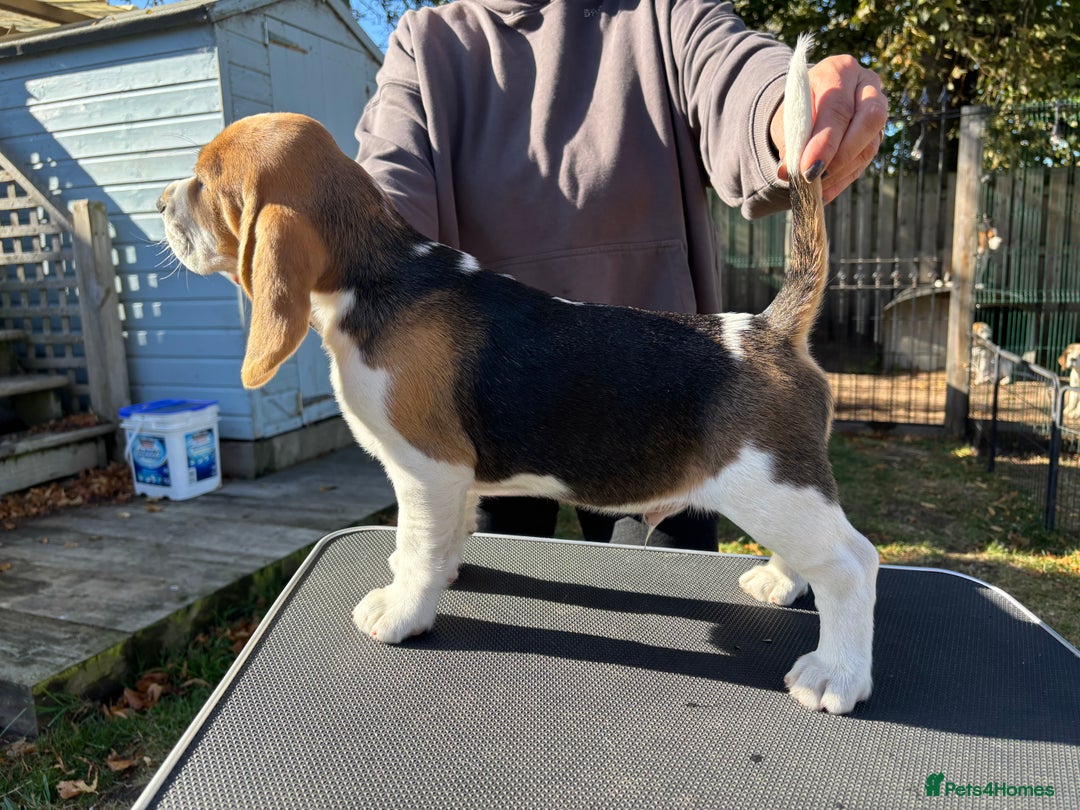 Beagle dogs for sale: Male Beagle Puppies  - Image 9