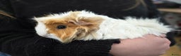 Guinea Pig rodents for sale: Female guineapigs for sale  - Advert 1