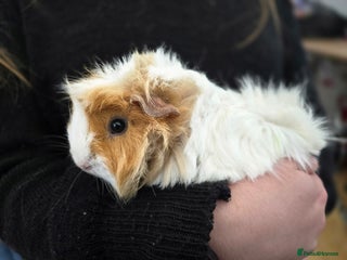 Guinea Pig rodents Female guineapigs for sale - Advert 1