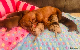 Miniature Dachshund dogs for sale: Stunning minature dachshund puppies - Image 36
