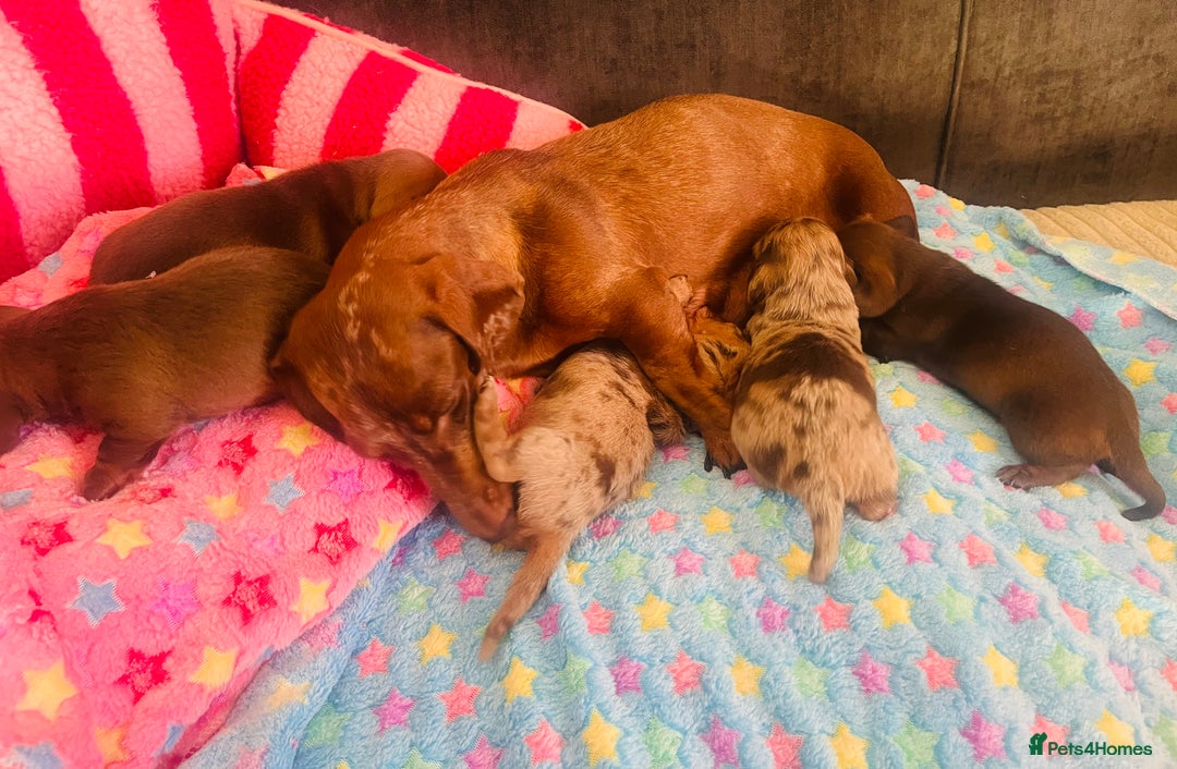 Miniature Dachshund dogs for sale: Stunning minature dachshund puppies - Image 36