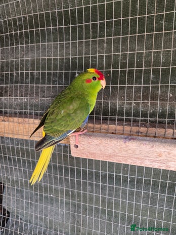 Parakeets birds - Advert 17