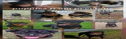 Rottweiler dogs for sale: Champion Bloodline German Rottweiler Puppies - Advert 16