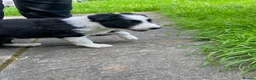 Border Collie dogs for sale: Border collie puppies - Advert 4