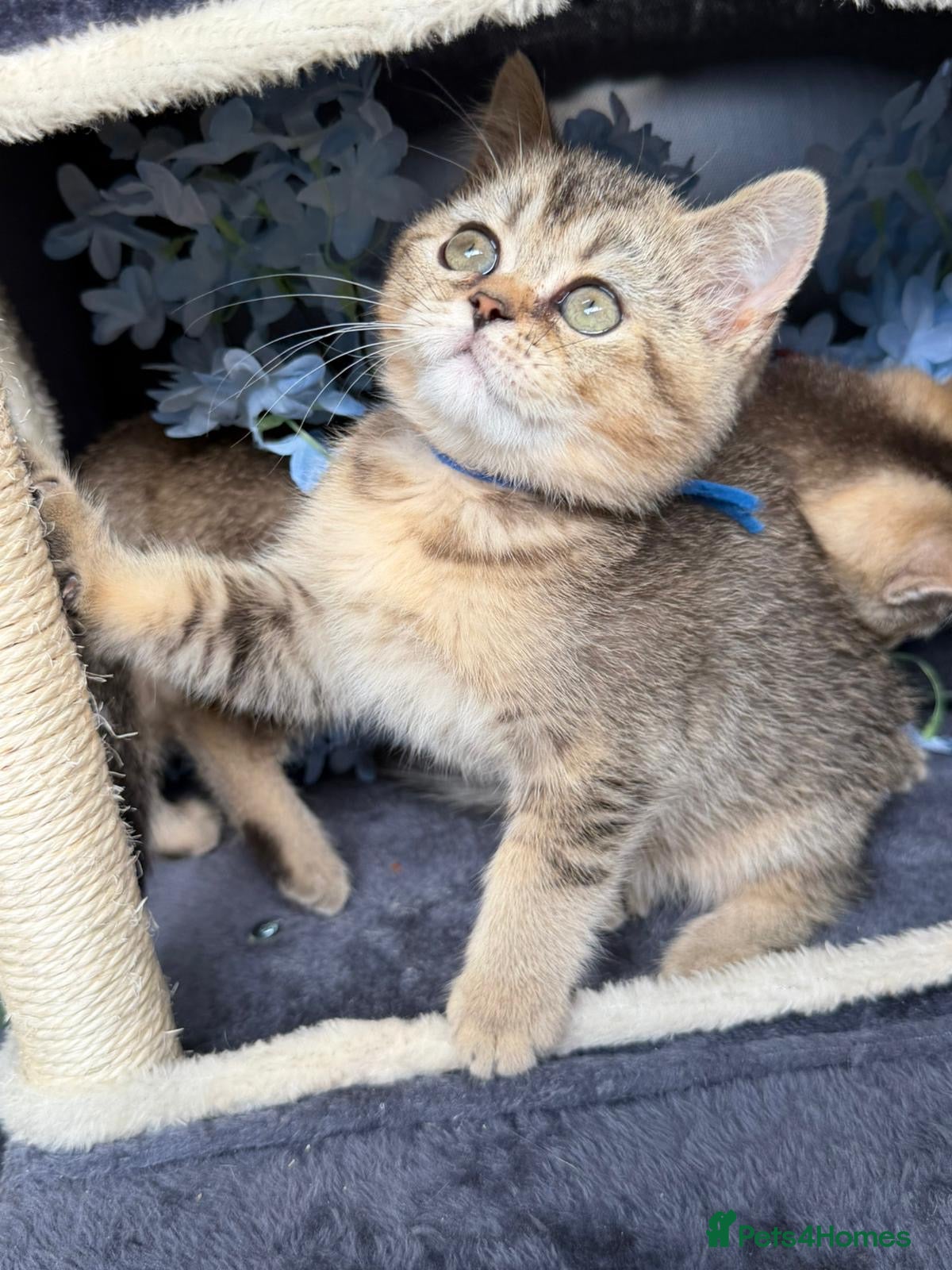 British Shorthair cats 3 TICA REGISTERED BSH boys - Advert 1