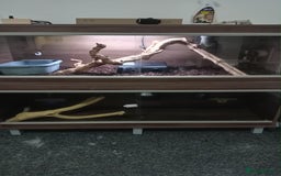 Python Snake reptiles for sale: Ball pythons plus equipment  - Image 1