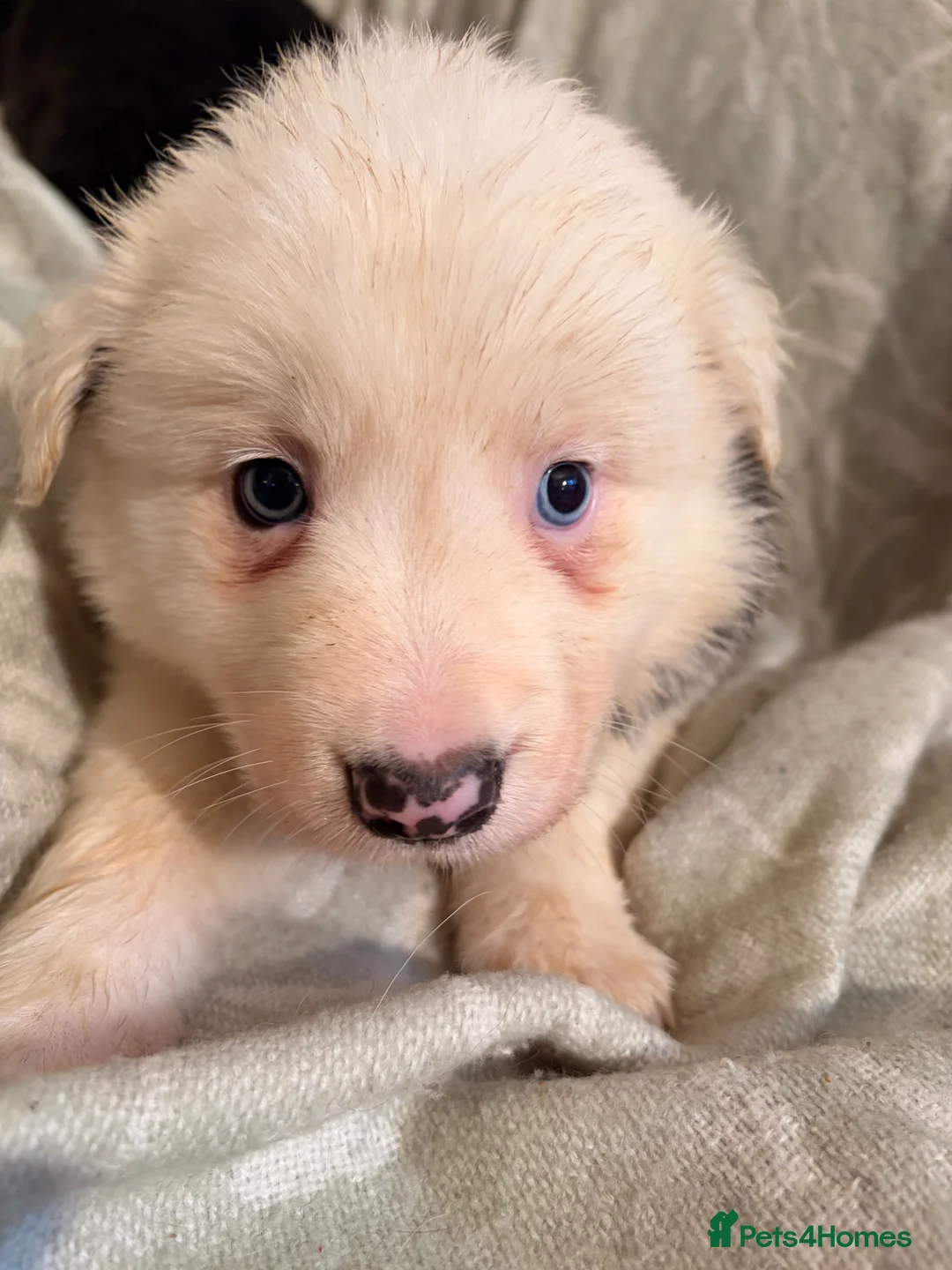 Border Collie dogs for sale: HEALTH TESTED CLEAR PARENTS BORDER COLLIE PUPS - Advert 1