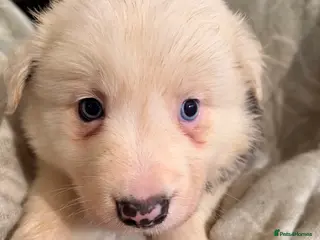 Border Collie dogs HEALTH TESTED CLEAR PARENTS BORDER COLLIE PUPS - Advert 2