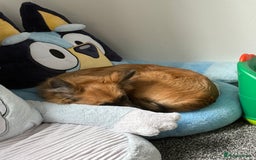 Mixed Breed dogs for sale: 10 month old Frankie  - Image 7