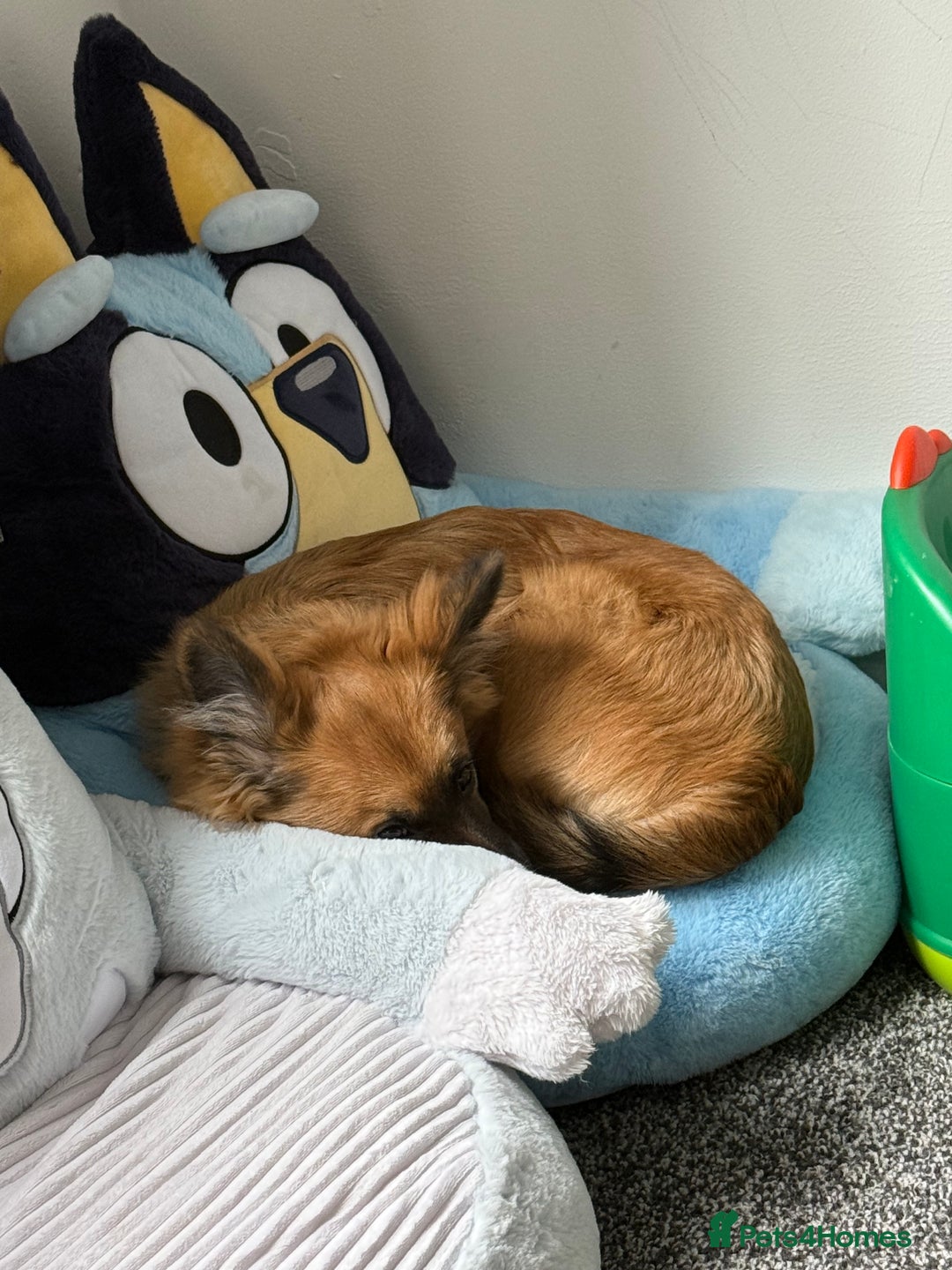 Mixed Breed dogs for sale: 10 month old Frankie  - Image 7