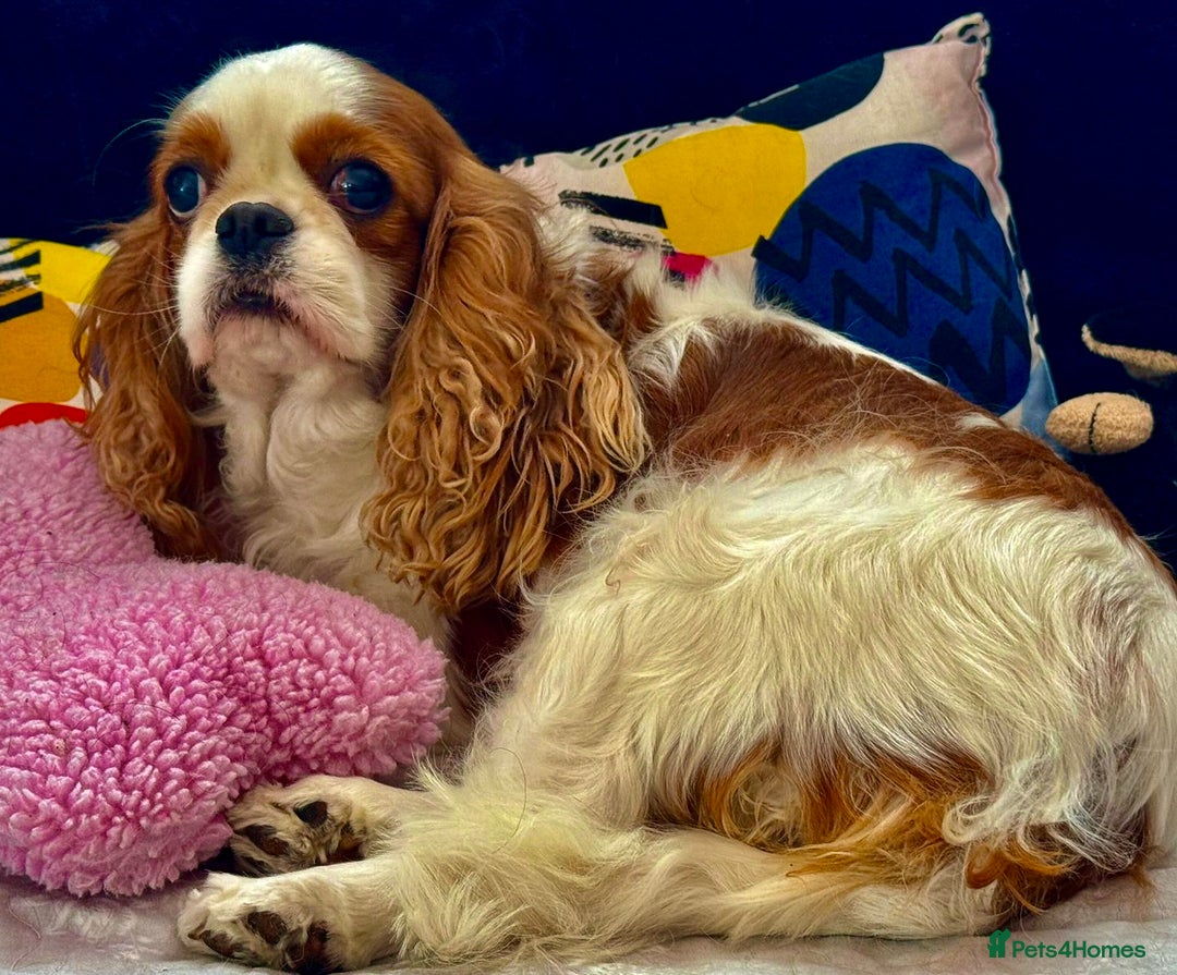 Cavalier King Charles Spaniel dogs for adoption: Daisy’s Story: Saved from the Brink of Death - Image 10