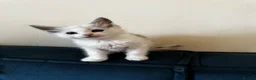 Maine Coon cats for sale: 🐾 Beautiful Maine Coon kittens  - Advert 5