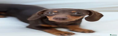 Miniature Dachshund 4