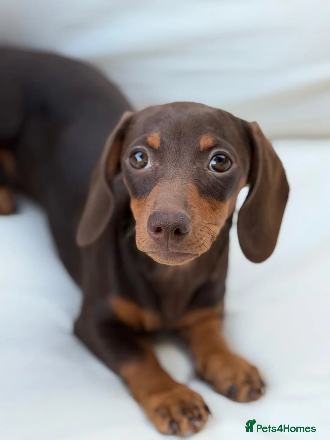 Miniature Dachshund dogs for sale: Beautiful litter of 5 Dachshund puppies  - Advert 2